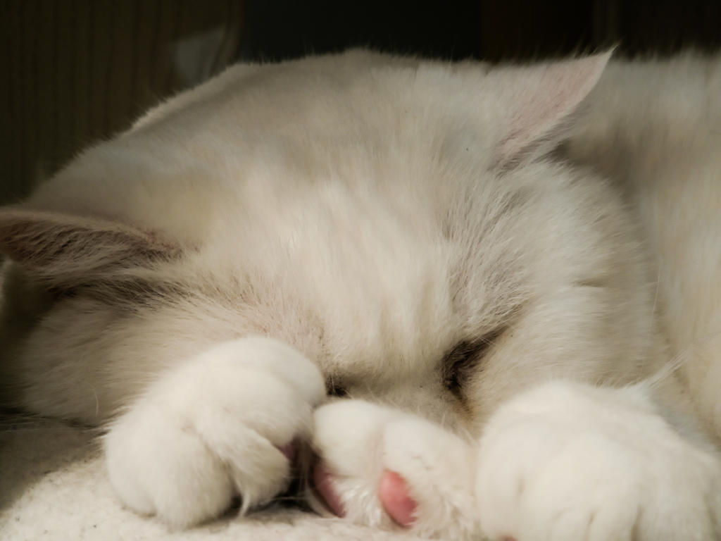 Chat Mallows café