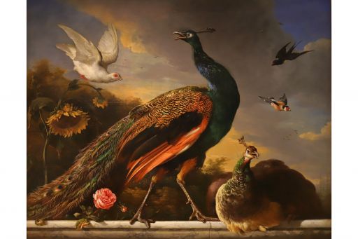 M. de Hondecoeter (1681) : paons, mâle et femelle